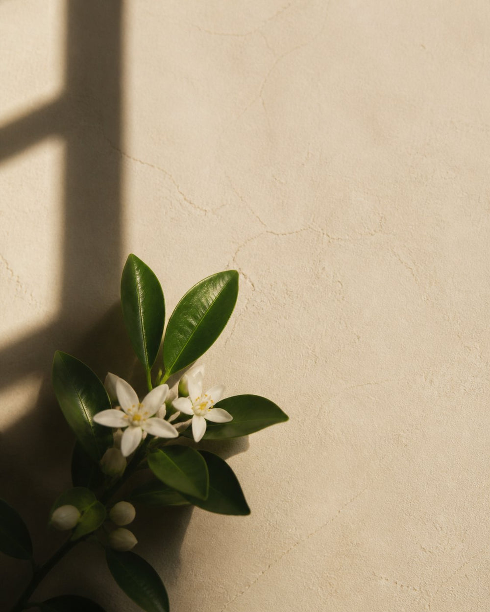 Orangenblüte vor Kalkputz — die Pflanze, für die die Marke benannt ist